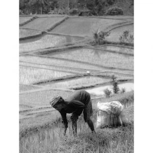 photo noir et blanc rizière bali