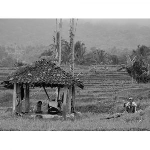 scène de vie rizière bali